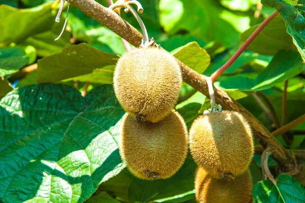 Fresh kiwi fruit — Stock Photo, Image