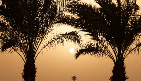 Sunset Palms perto da costa do mar — Fotografia de Stock