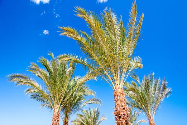 Palms near the sea coast — Stock Photo, Image