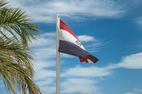 Egipskie flagi na masztem w pobliżu Palm — Zdjęcie stockowe