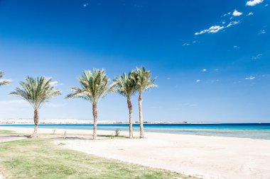 Mavi gökyüzünde yeşil güzel palmiyeler