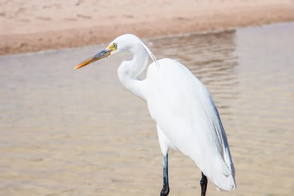 Kleine zilverreiger (egretta garzetta) in het wild — Stockfoto