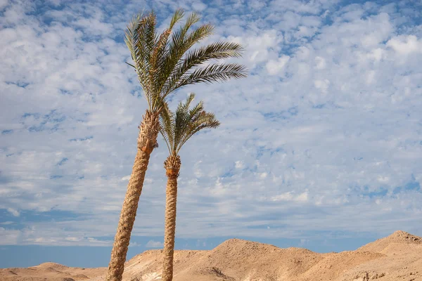 Palmeira bonita verde no céu azul — Fotografia de Stock