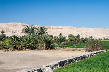 Mavi gökyüzünde yeşil güzel palmiyeler