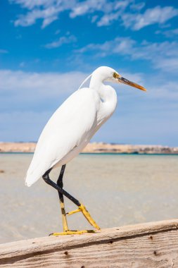 Vahşi hayatta küçük balıkçıl (egretta garzetta)