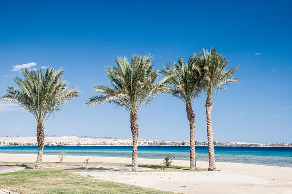 Green beautiful palms tree at blue sky — Stock Photo, Image