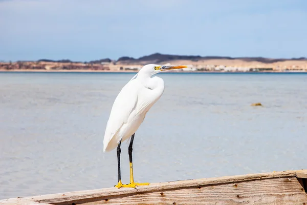 Pequeno egret (egretta garzetta) em vida selvagem — Fotografia de Stock