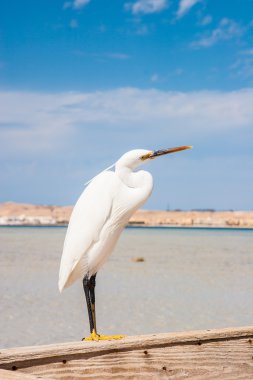 Vahşi hayatta küçük balıkçıl (egretta garzetta)