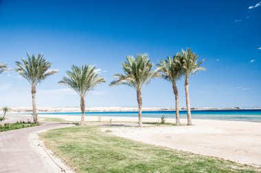 Mavi gökyüzünde yeşil güzel palmiyeler