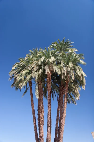 Grønn, vakker palme på blå himmel – stockfoto