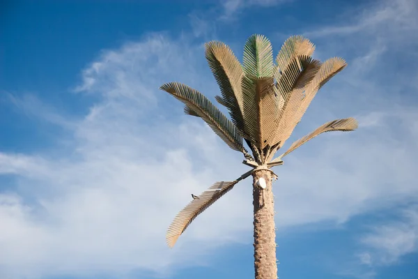 Zielone palmy piękny niebieski niebo — Zdjęcie stockowe