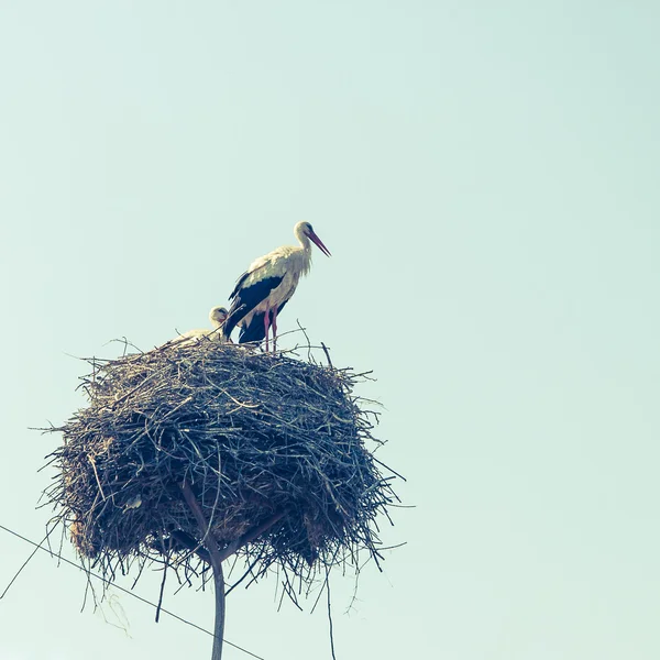 Weißstorch am Nest — Stockfoto