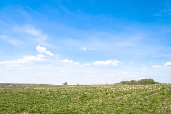 Sommar landskap med gräsplan — Stockfoto