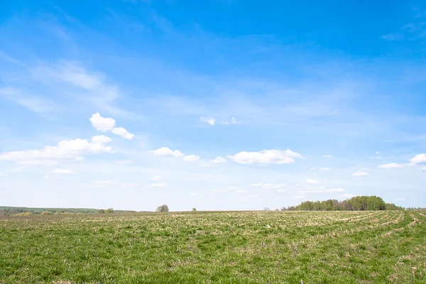 Summer landscape with grass field — Stock Photo, Image