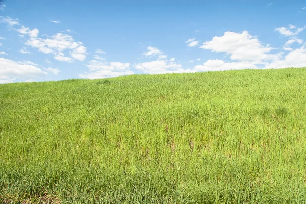 Summer landscape with grass field — Stock Photo, Image