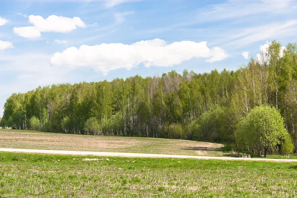 Summer landscape with grass field — Stock Photo, Image