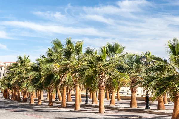 Gröna vackra palmer träd på blå himmel — Stockfoto