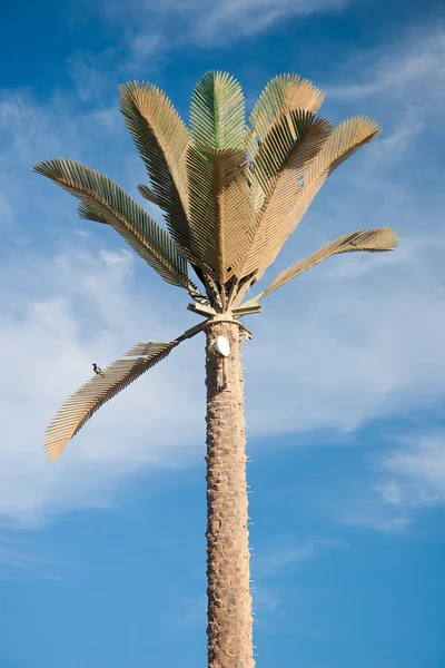 Green beautiful palm tree at blue sky — Stock Photo, Image