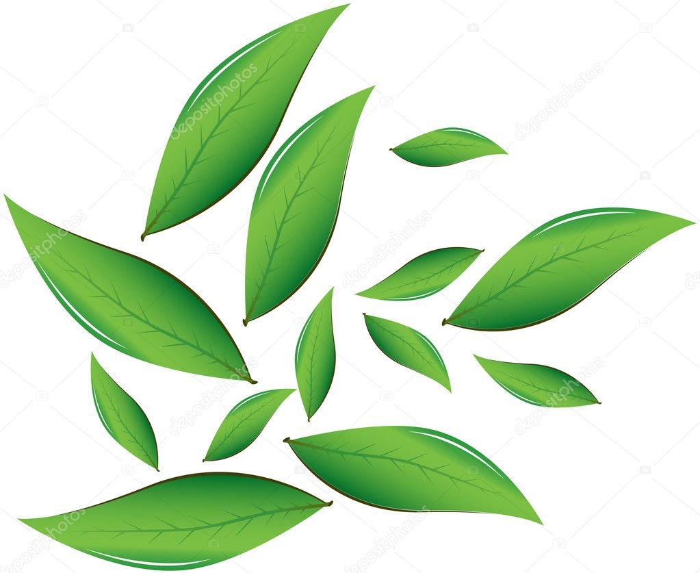 Tea leaves Vector illustration