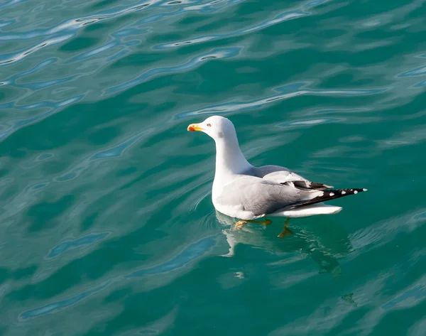 Sea-gull on the water — Stock Photo, Image