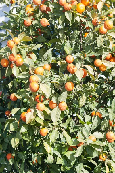 橘树-柑橘 — 图库照片