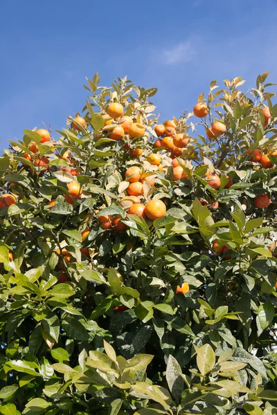 Naranjo - Citrus sinensis —  Fotos de Stock