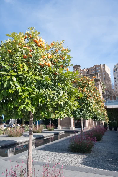 Orange tree - Citrus sinensis — Stock Photo, Image