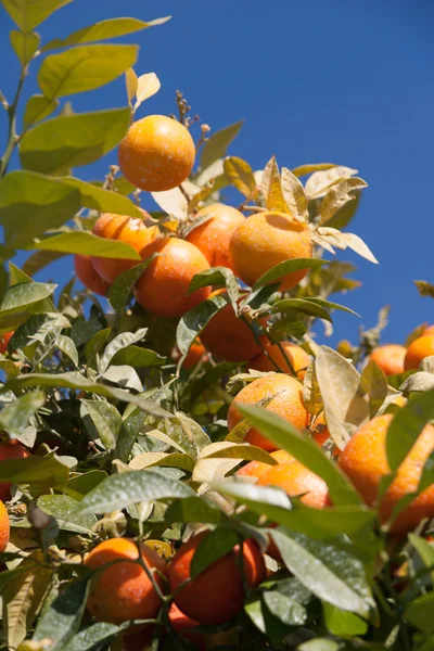 Pomarańcza - citrus sinensis — Zdjęcie stockowe