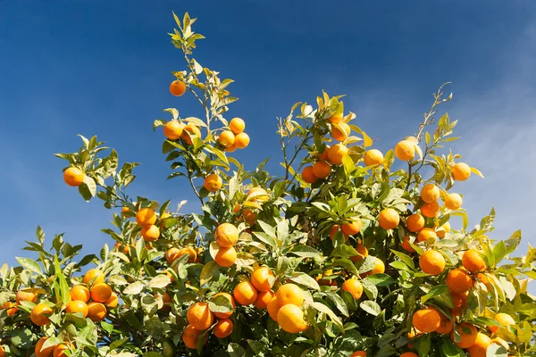 Portakal ağacı - citrus sinensis — Stok fotoğraf