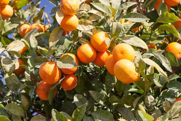 Portakal ağacı - citrus sinensis — Stok fotoğraf