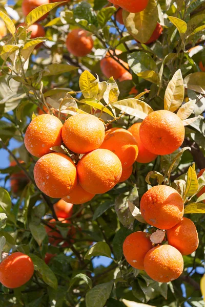 Pomarańcza - citrus sinensis — Zdjęcie stockowe