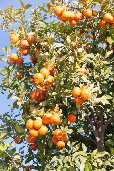 Orange tree - Citrus sinensis — Stock Photo, Image