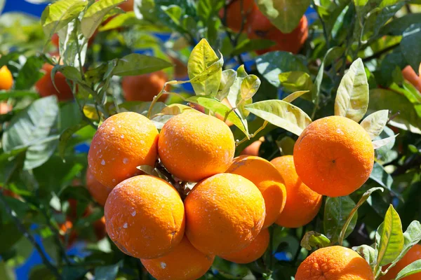 橘树-柑橘 — 图库照片