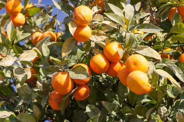 Portakal ağacı - citrus sinensis — Stok fotoğraf