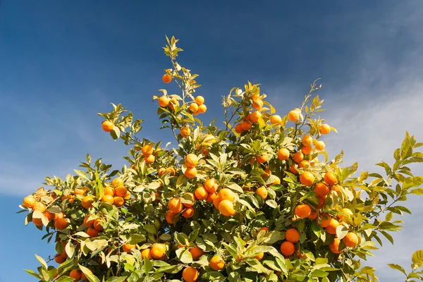 Orangenbaum - Citrus sinensis — Stockfoto