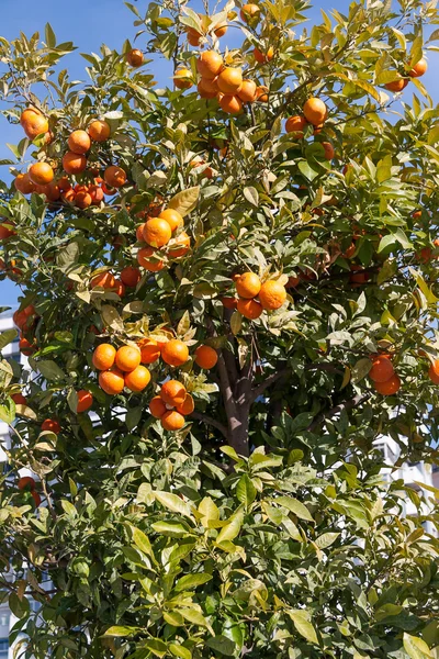 Помаранчеве дерево - Citrus sinensis — стокове фото