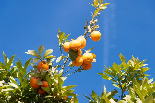 Orange tree - Citrus sinensis — Stock Photo, Image