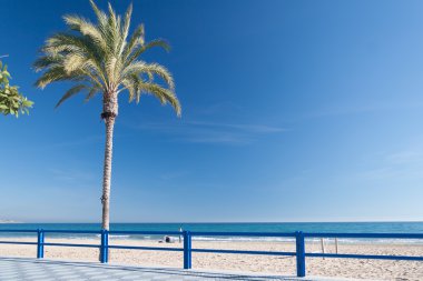 Deniz sahilinde palmiye ağacı