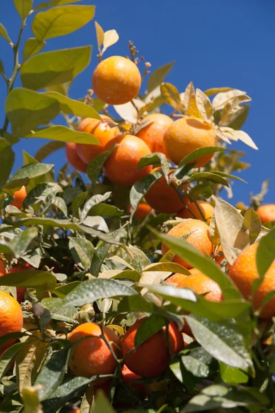 Pomerančovníku - citrus sinensis — Stock fotografie