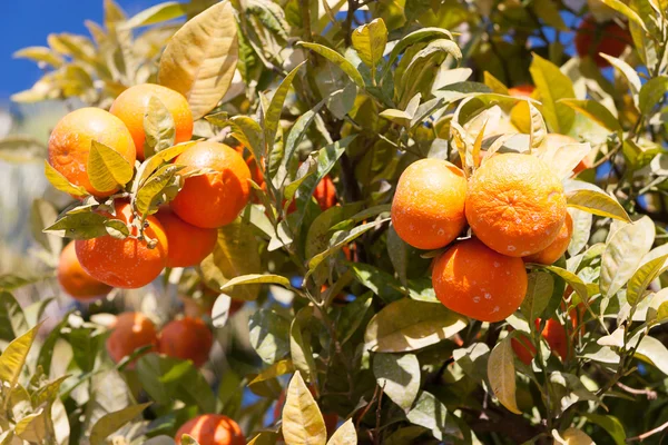 Portakal ağacı - citrus sinensis — Stok fotoğraf