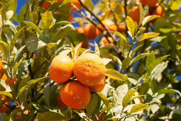 Pomarańcza - citrus sinensis — Zdjęcie stockowe