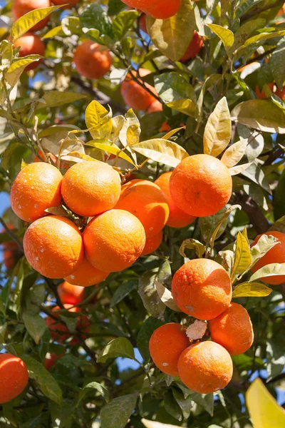 Orangenbaum - Citrus sinensis — Stockfoto