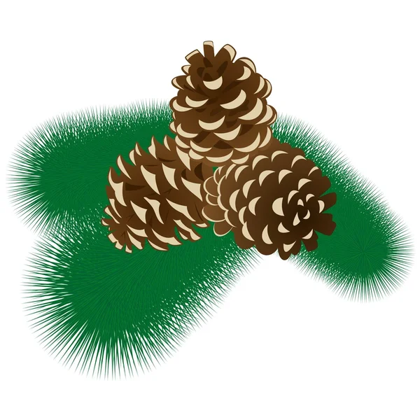 Fur-tree branch with cones — Stock Vector