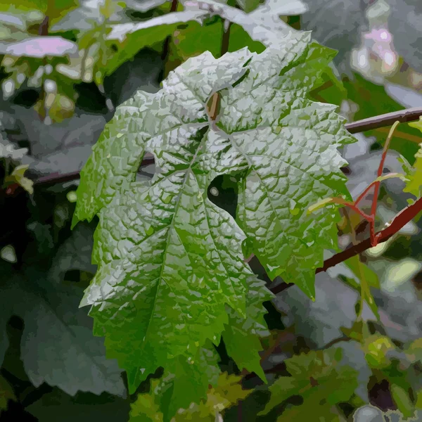 Grape leaf — Stock Vector