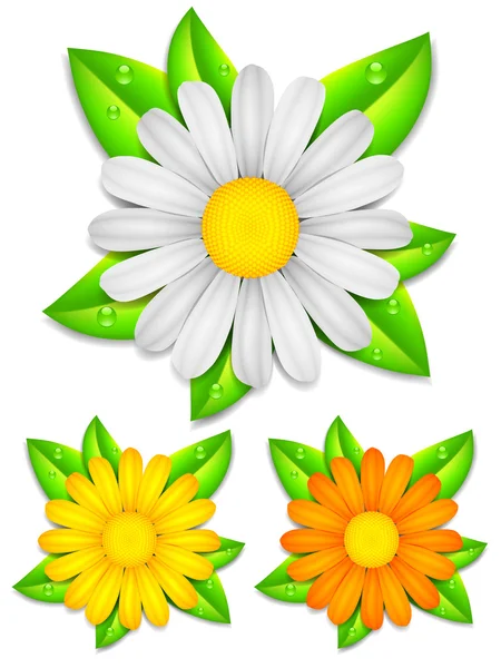 Daisy chamomile flowers. — Stock Vector