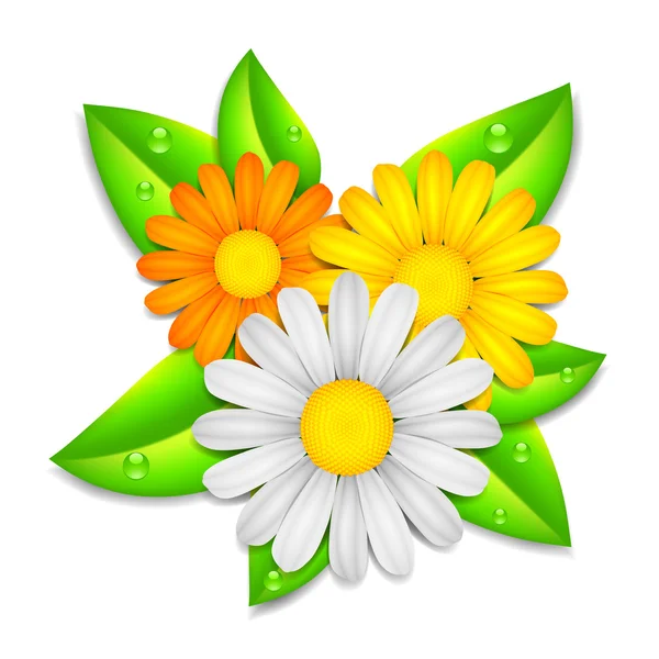 Bouquet de fleurs de camomille . — Image vectorielle