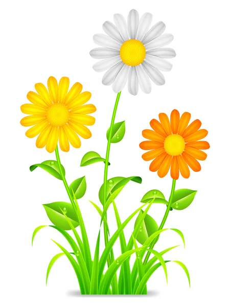 Daisy chamomile flowers. — Stock Vector