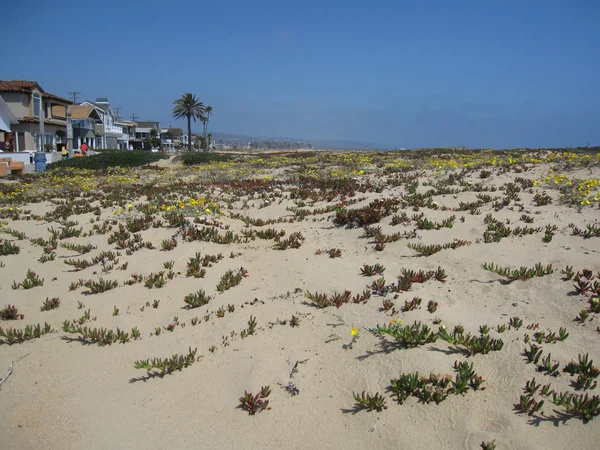 Sand dunes in Newport beach, California — Stock Photo, Image
