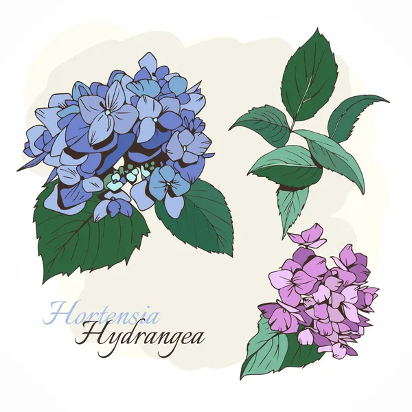 Hortenzia - Vértes, kék és lila — Stock Vector