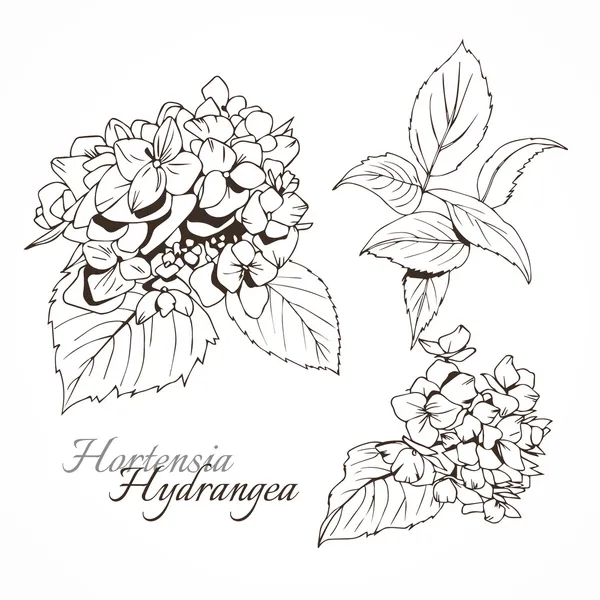 Ullustración de la tinta de hortensias — Archivo Imágenes Vectoriales